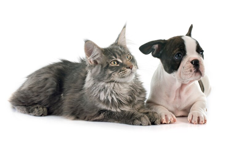 Cucciolo bulldog francese e gatto