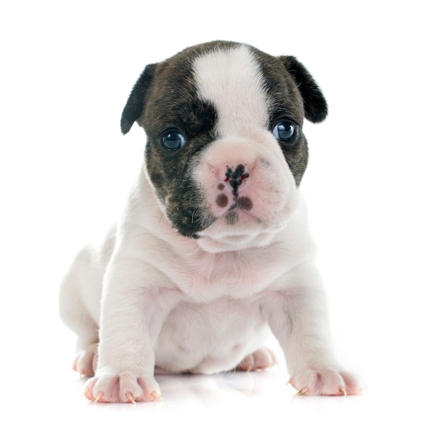 Cucciolo bulldog francese