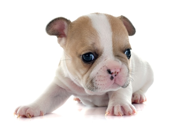 Cucciolo bulldog francese