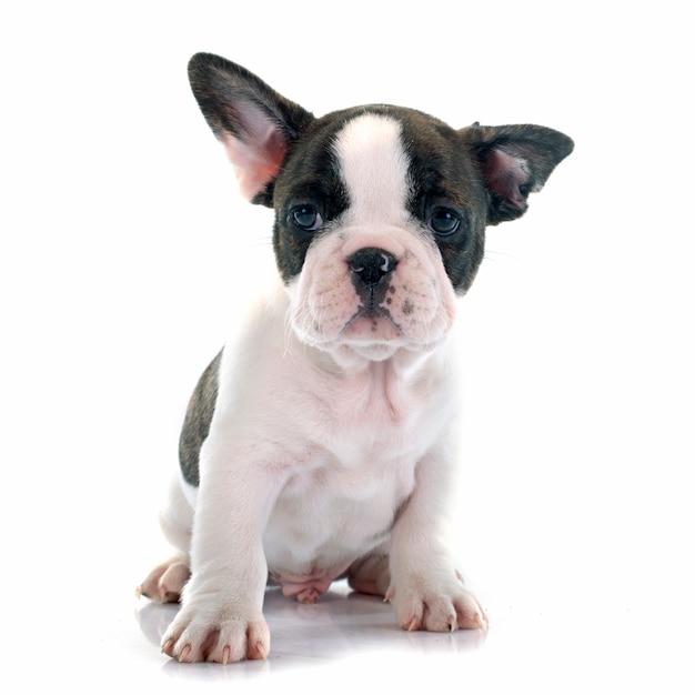 Cucciolo bulldog francese