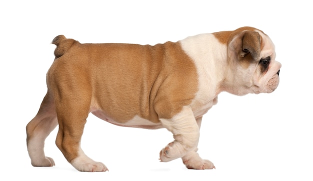 Cucciolo bulldog inglese a piedi, 2 mesi
