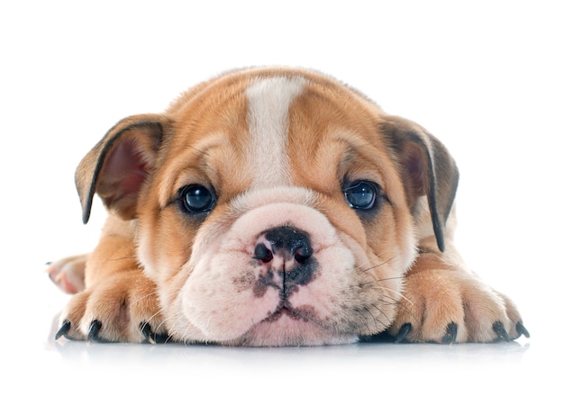 cucciolo bulldog inglese