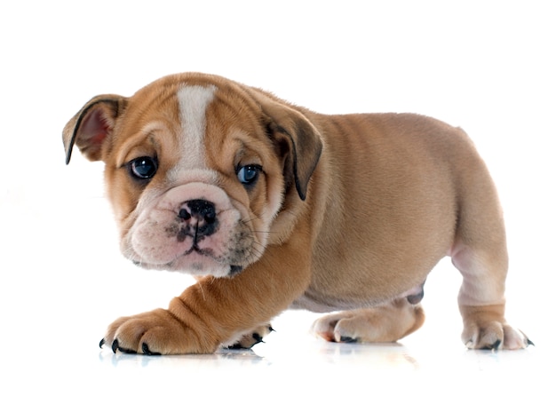 cucciolo bulldog inglese