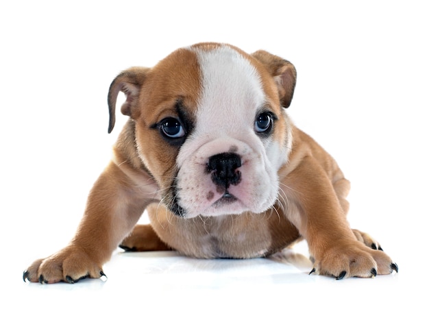 cucciolo bulldog inglese