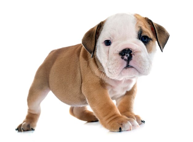 cucciolo bulldog inglese