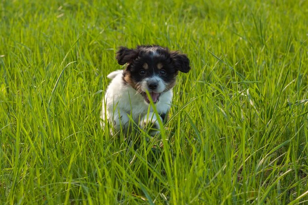 Cucciolo carino che corre nell'erba