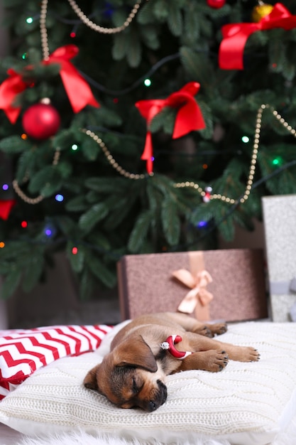 Cucciolo carino che dorme sul cuscino a Natale