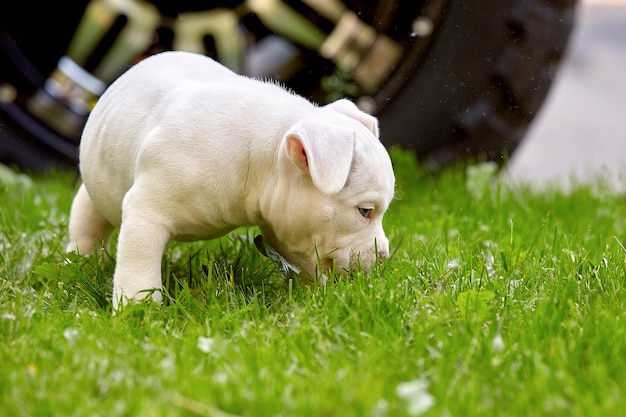 Cucciolo carino che gioca sull'erba sullo sfondo dell'auto Concetto dei primi passi della vita animali una nuova generazione Puppy American Bull