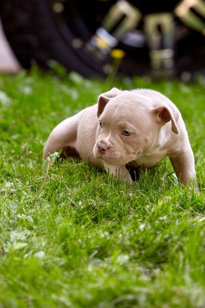 Cucciolo carino che gioca sull'erba sullo sfondo dell'auto Concetto dei primi passi della vita animali una nuova generazione Puppy American Bull