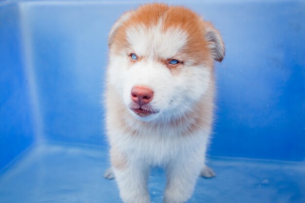 Cucciolo carino siberian husky.