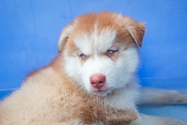 Cucciolo carino siberian husky.