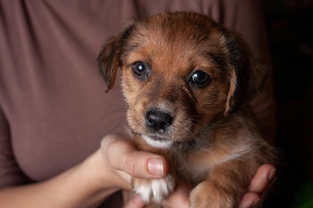 Cucciolo carino tra le braccia