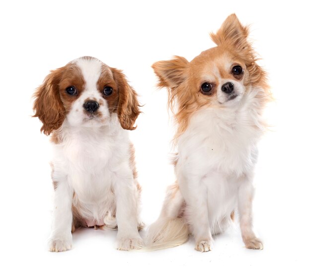 cucciolo cavalier king charles e chihuahua