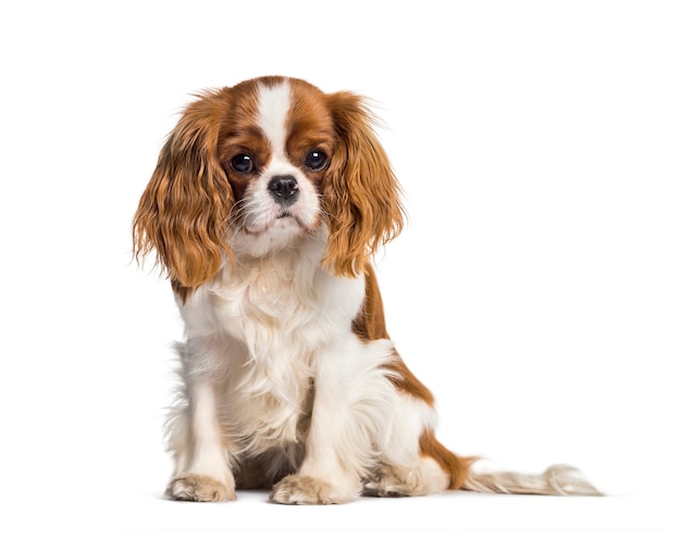 Cucciolo Cavalier King Charles Spaniel, cane