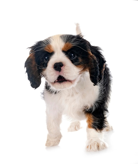 cucciolo cavalier king charles