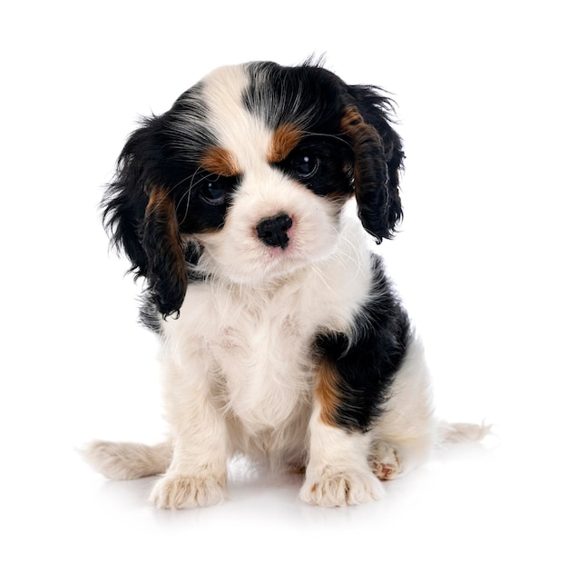 cucciolo cavalier king charles