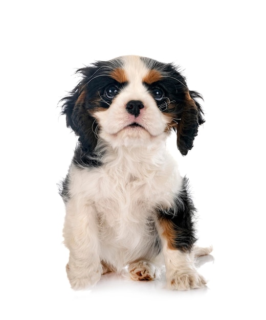 cucciolo cavalier king charles