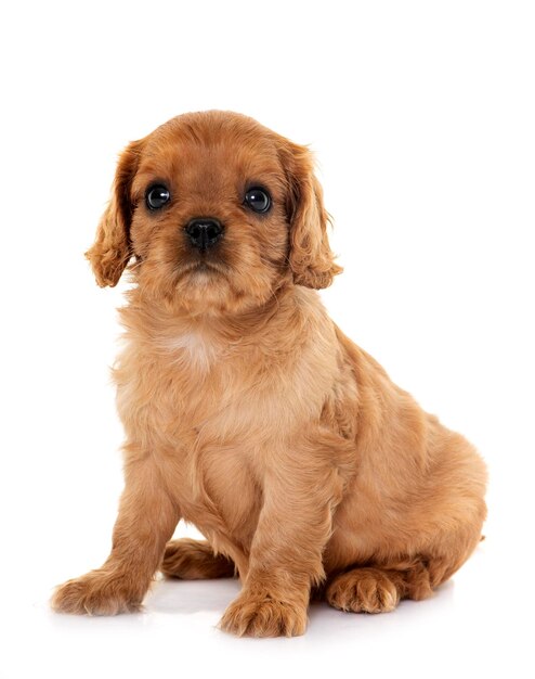 cucciolo cavalier king charles