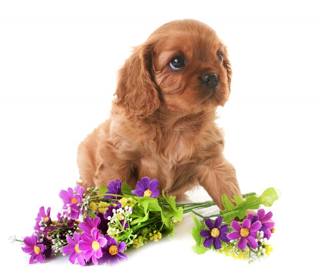 cucciolo cavalier king charles