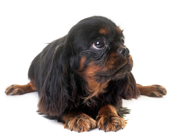 cucciolo cavalier king charles