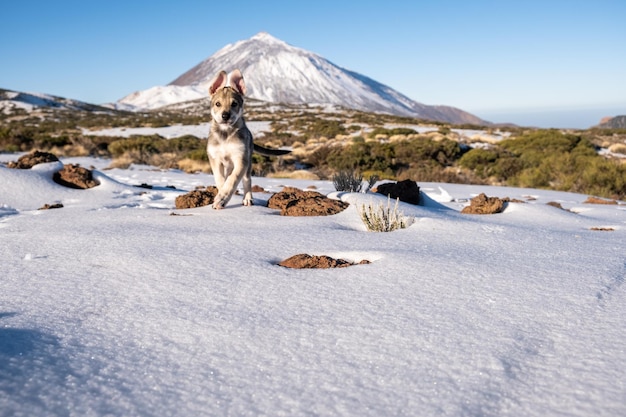 Cucciolo che corre nella neve e una montagna sullo sfondo