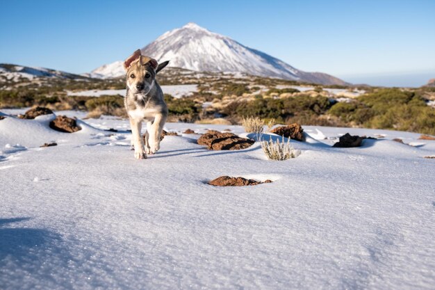 Cucciolo che corre sulla neve in una giornata di sole