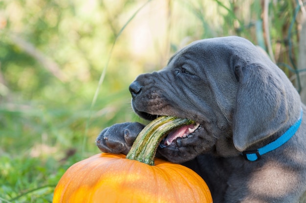 cucciolo che gioca con la zucca