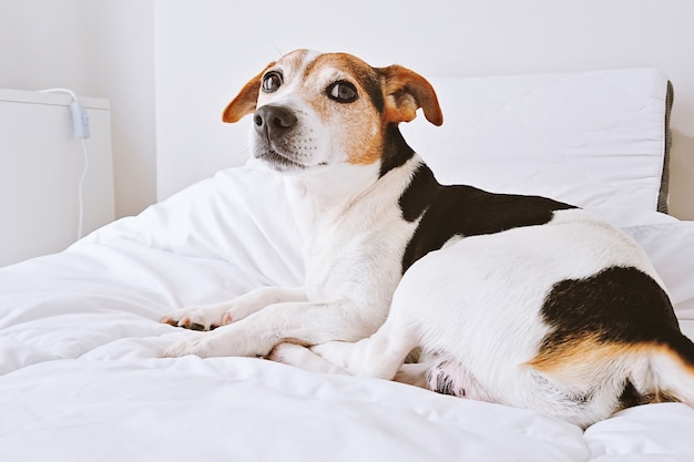 Cucciolo che si trova sul letto bianco in camera da letto luminosa che guarda l&#39;obbiettivo