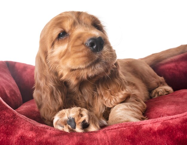 cucciolo cocker spaniel