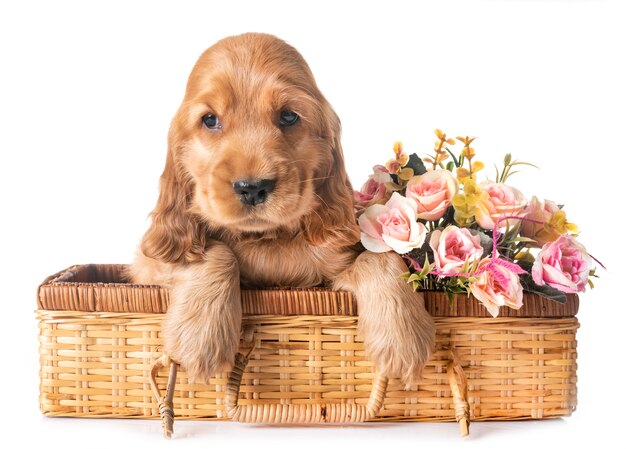 cucciolo cocker spaniel