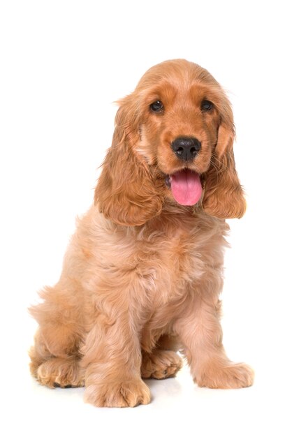 cucciolo cocker spaniel