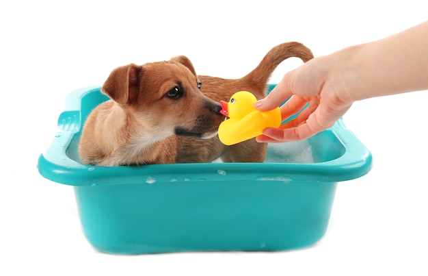 Cucciolo con anatra giocattolo in bagno isolato su bianco