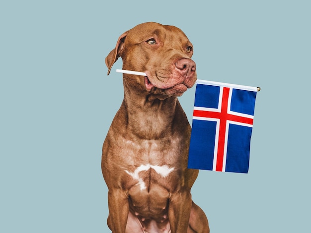 Cucciolo con la bandiera nazionale dell'Islanda