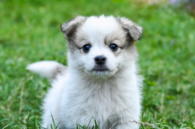 Cucciolo con orecchie grigie nell'erba