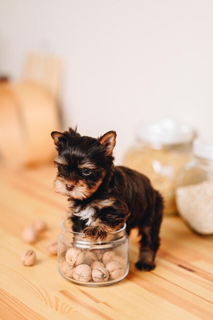 Cucciolo con sguardo spaventato Yorkshire Terrier sul tavolo da cucina cercando di entrare in un barattolo di vetro