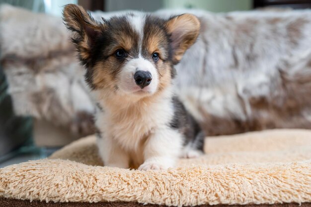 Cucciolo curioso di Corgi Pembroke che guarda l'obbiettivo