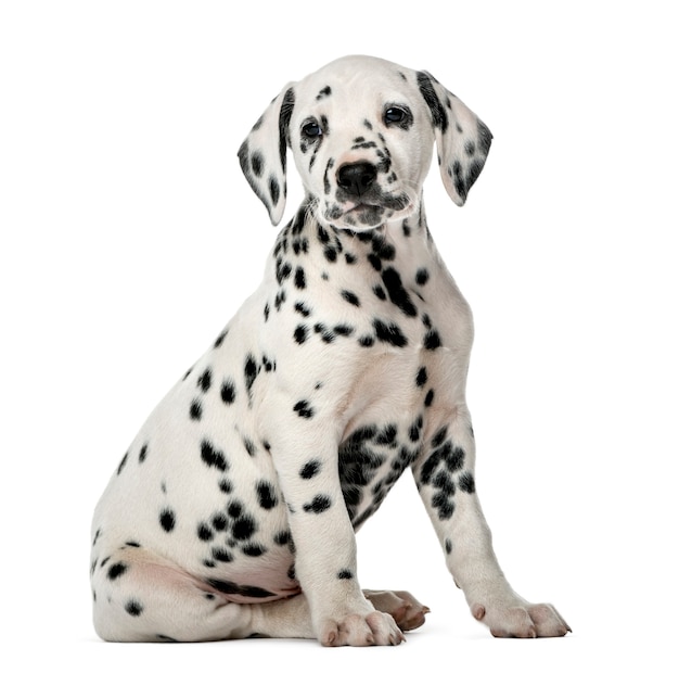 Cucciolo dalmata seduto davanti a un muro bianco