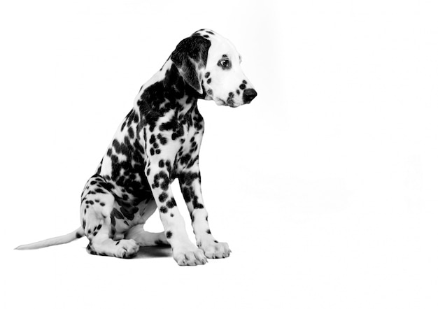 cucciolo dalmata