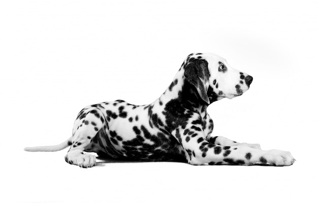 cucciolo dalmata