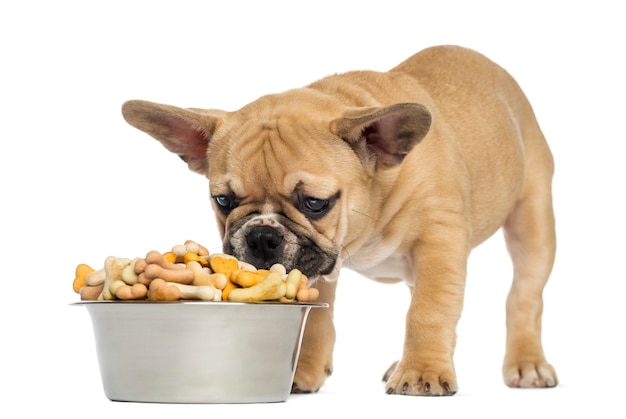 Cucciolo del bulldog francese che mangia da una ciotola in pieno di biscotti isolati su bianco