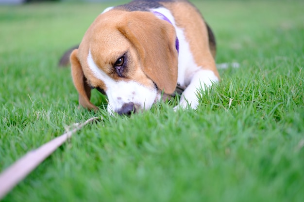 Cucciolo del cane da lepre che si siede sull&#39;erba verde