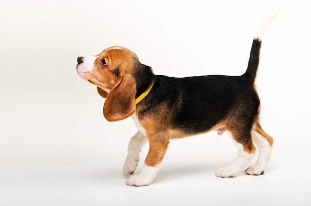 Cucciolo del cane da lepre isolato su fondo bianco