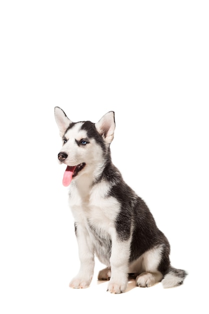 Cucciolo del Husky siberiano isolato su sfondo bianco. Il cane si siede e non guarda la telecamera