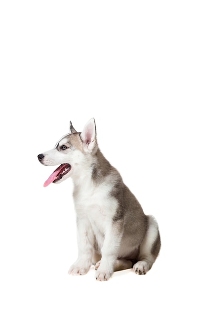 Cucciolo del Husky siberiano isolato su sfondo bianco. Il cane si siede e non guarda la telecamera