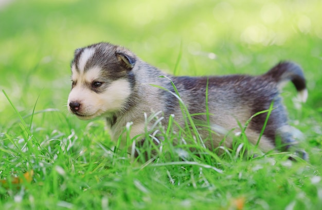 Cucciolo del husky siberiano su erba verde.