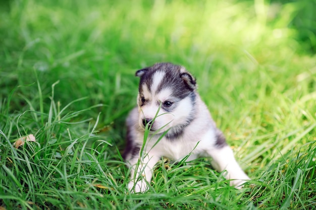 Cucciolo del husky siberiano su erba verde.