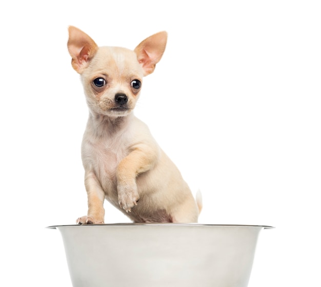 Cucciolo della chihuahua in una ciotola del grande cane isolata su bianco