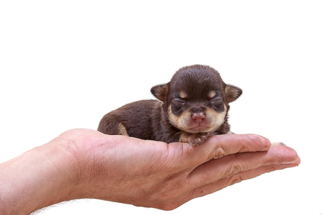 Cucciolo della chihuahua su bianco