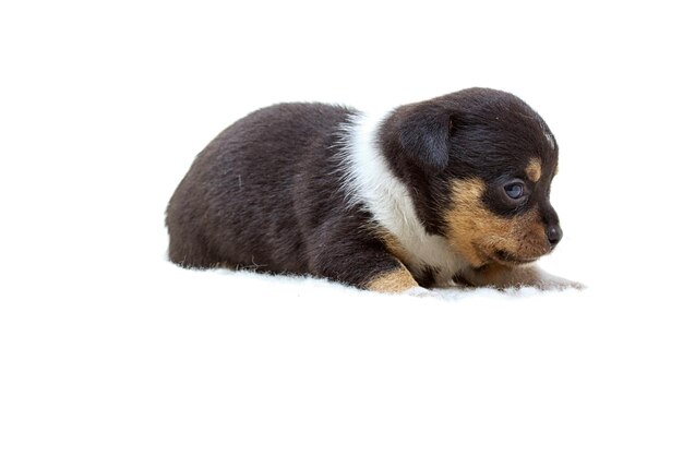 Cucciolo della chihuahua su bianco