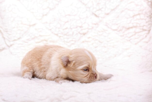 Cucciolo della chihuahua su bianco